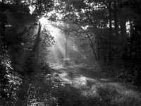 Chase Road Cape Cod, Massachusetts - 2002