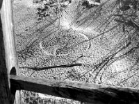 Compass Grass Cape Cod, Massachusetts - 2002