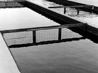 Trout Hatchery Cape Cod, Massachusetts - 1976
